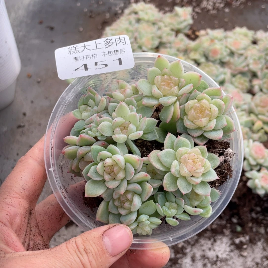 糕大上多肉植物451
