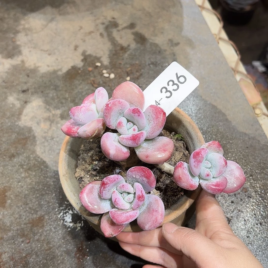 同温层多肉奥普336