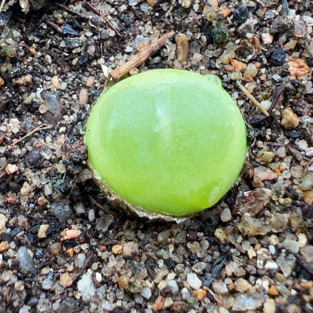 5.10好看的多肉脱土发货576