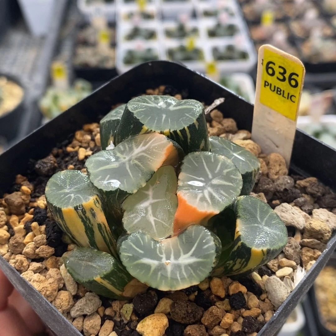 不开花植物636万象十二卷多肉植物