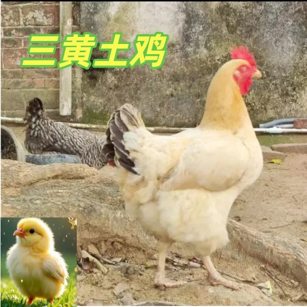 宠物鸡三黄土鸡发的都是出壳5天左右的顺丰包邮公母可选