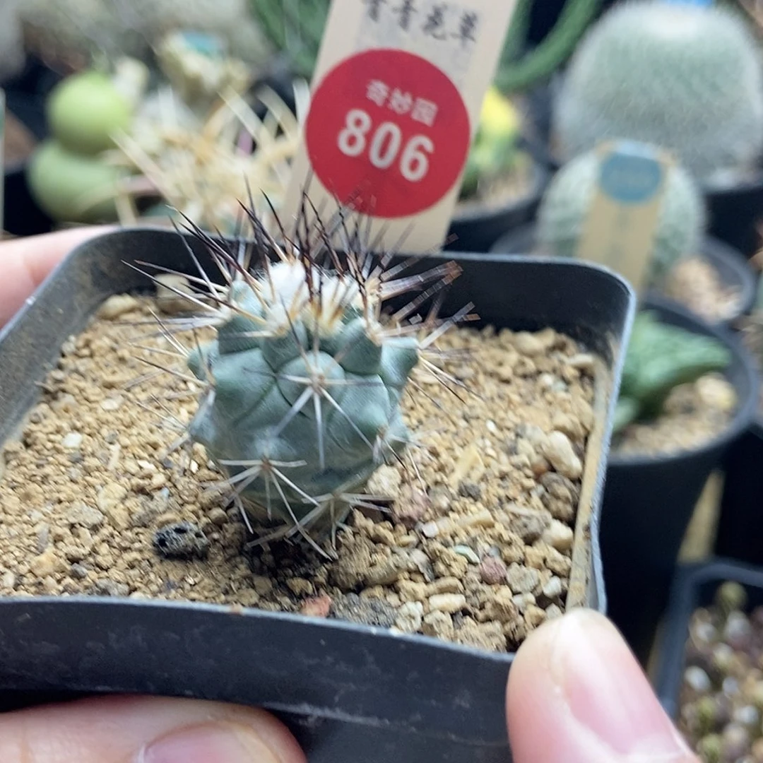 实生强刺黑枪玉2.4cm