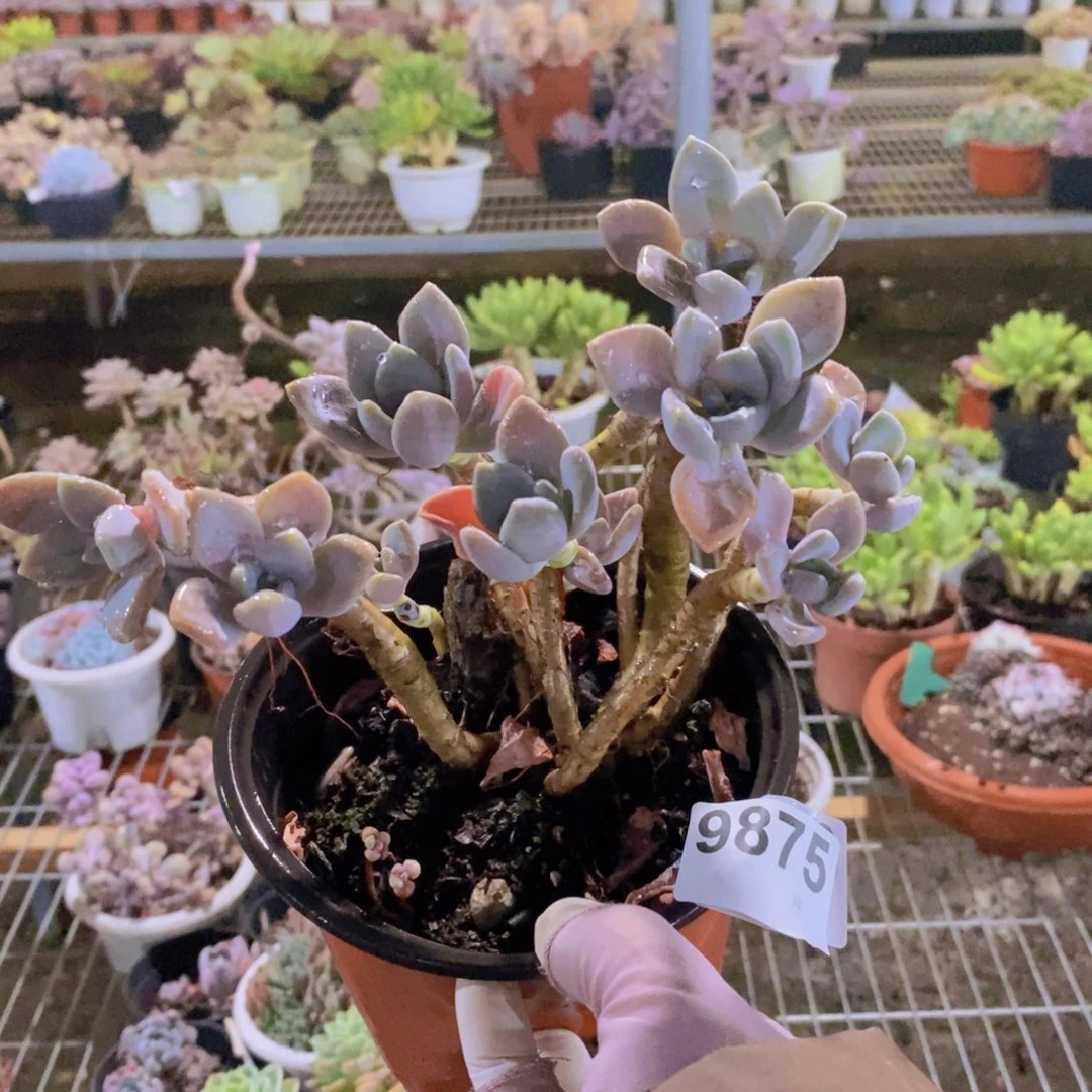 9875冬美人一物一拍