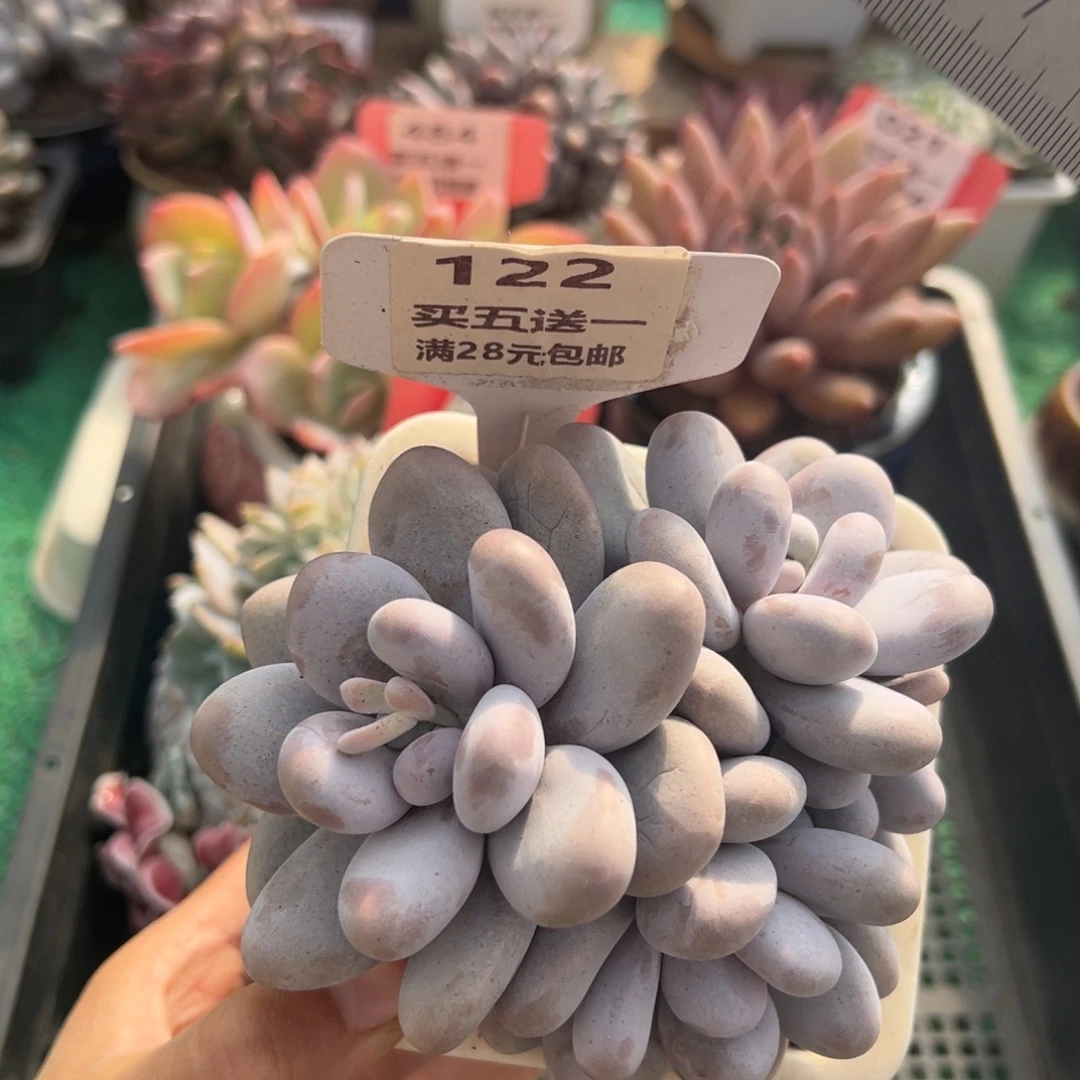 表妹精品多肉植物122.