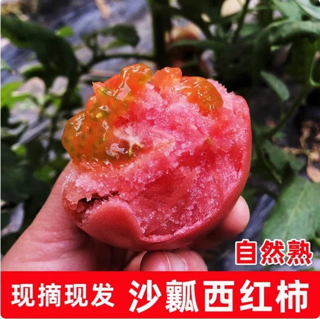 【人工采摘】自然熟沙瓤多汁番茄可生吃炒菜的美味水果西红柿