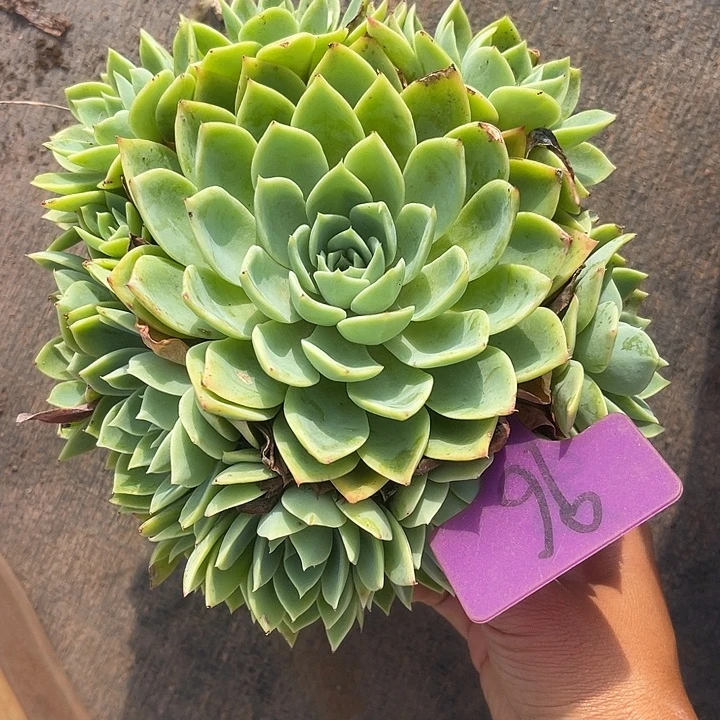 晨语多肉，一物一拍96三色