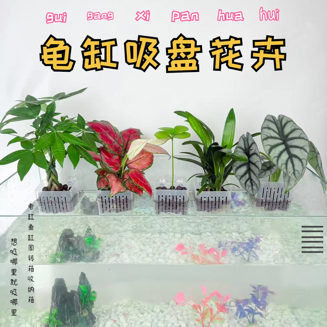 龟缸鱼缸水培花卉盆栽带吸盘定植篮支架水培植物水培花卉室内水养