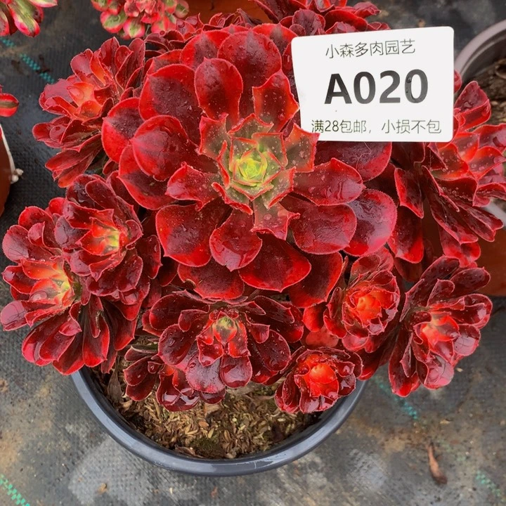 马*020美杜莎不包生死