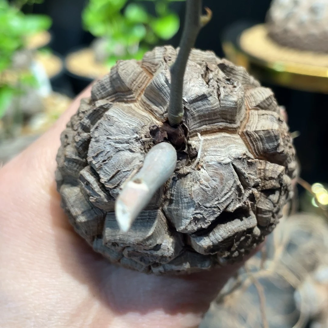 3号日系剑甲龟5.6公分