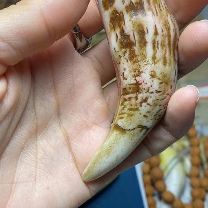 把件驼骨老料驼骨