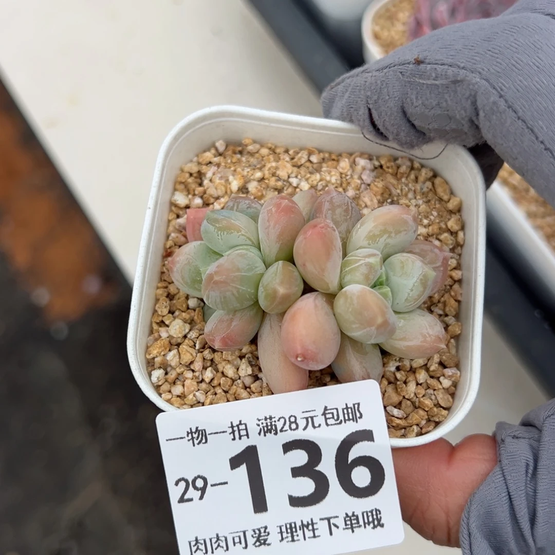 三色奶多肉多多肉多肉