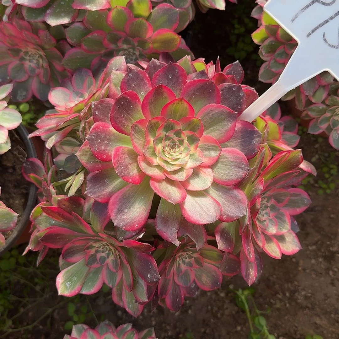 4156云荷多肉法师铭文