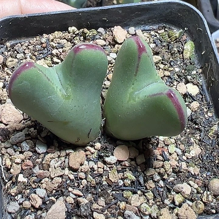 778号开播福利多肉植物