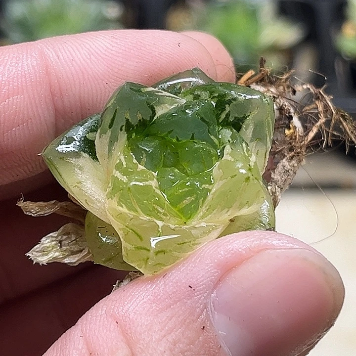 57大窗龙鳞玉露锦（脱土发货）