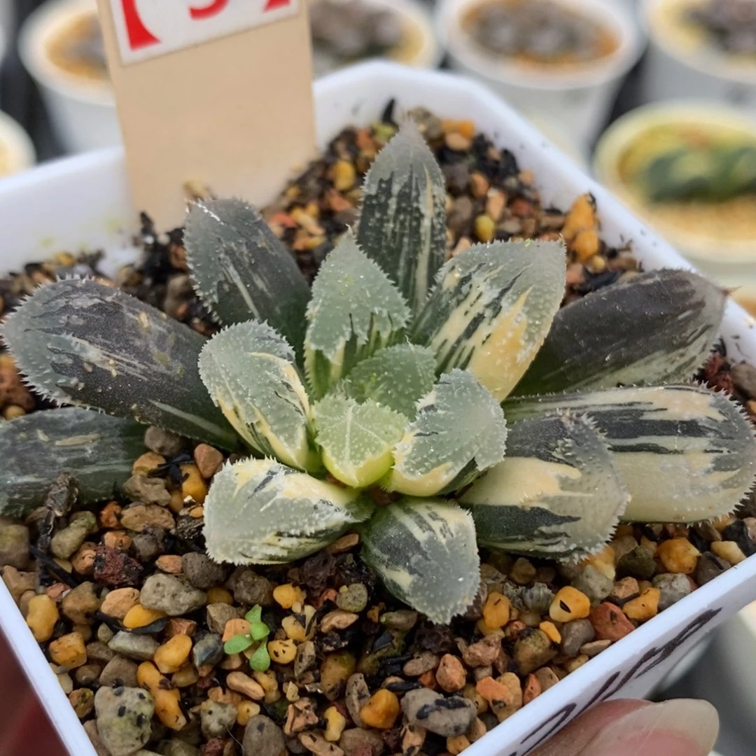 48白帝城锦一物一拍