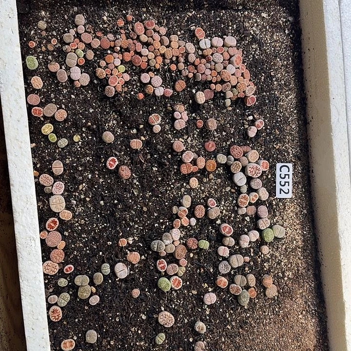 552生石花整框脱土发货不售后