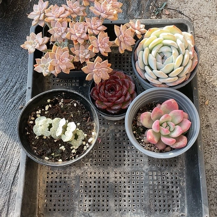 L***X五颗精品多肉带盆发货