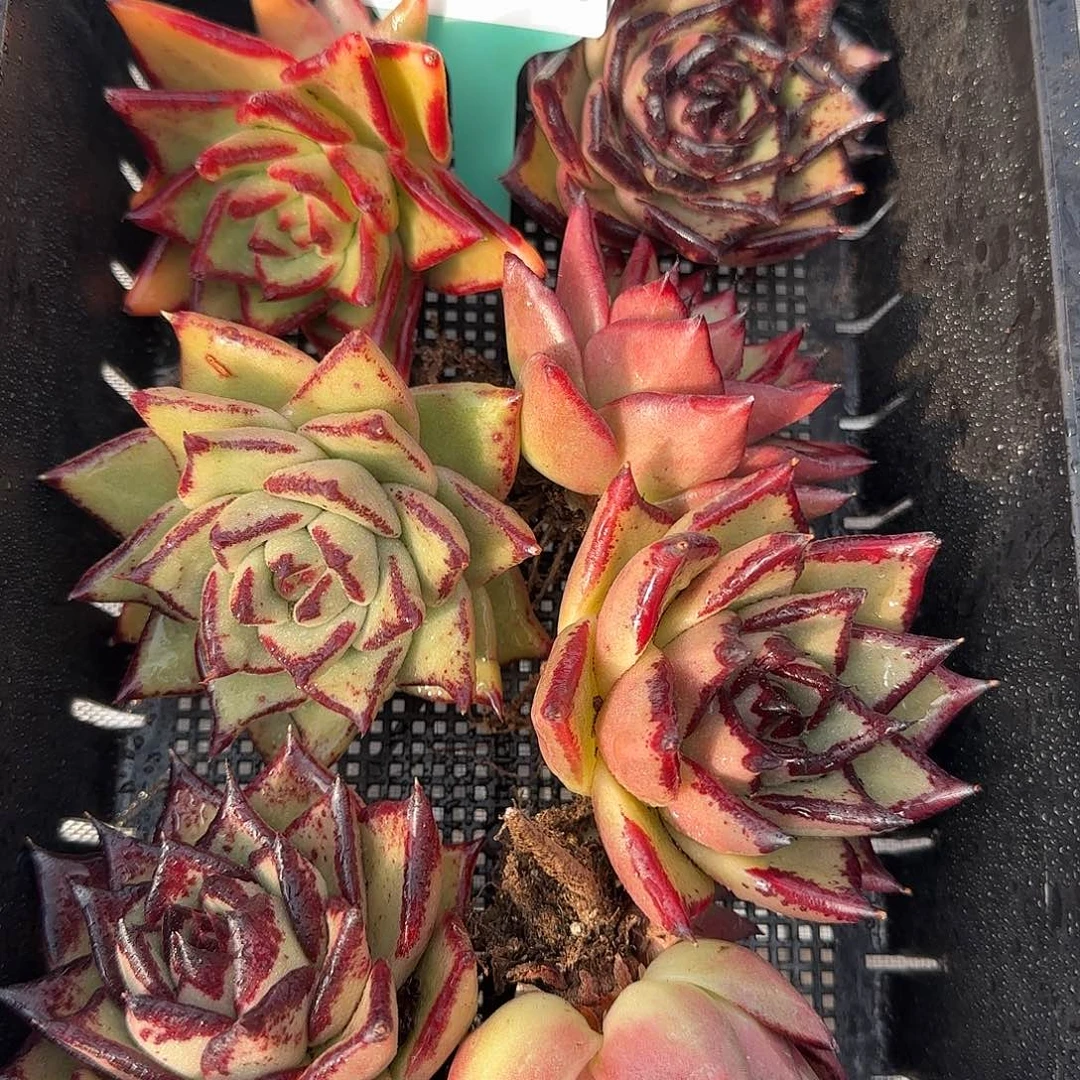 从前慢花园精选0117-56