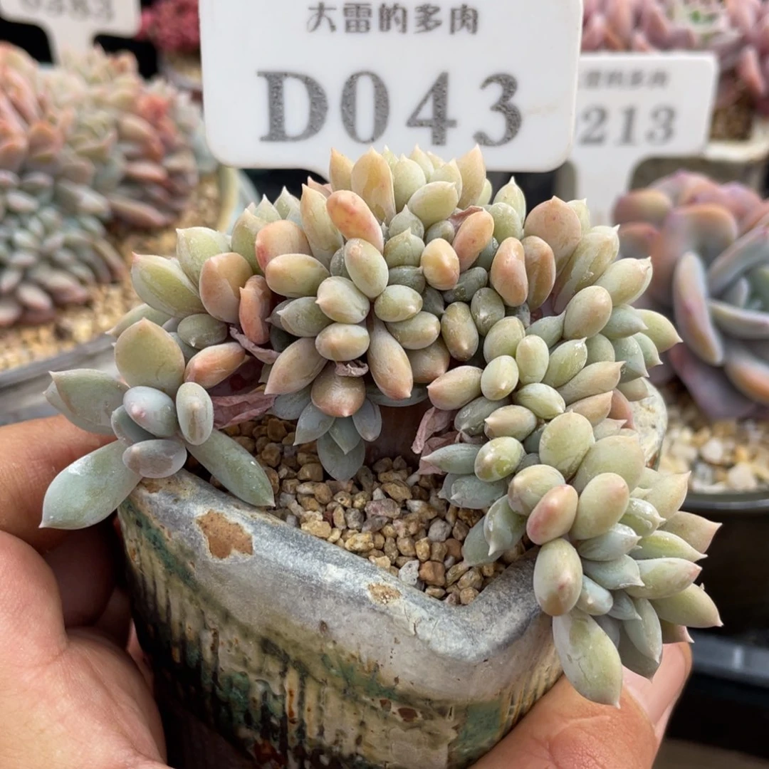 043胖美人不带盆8厘米