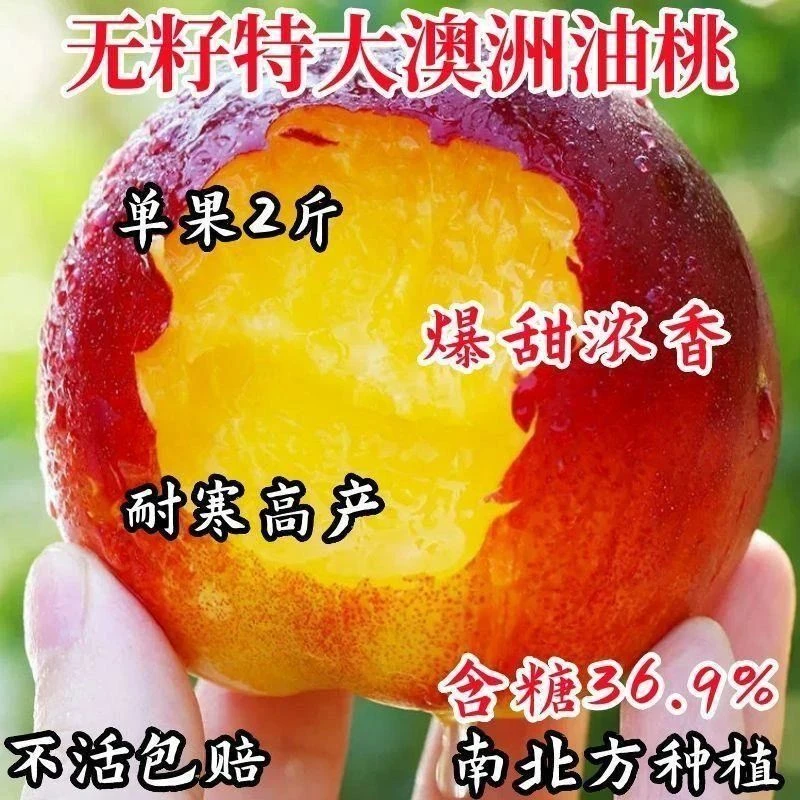 嫁接桃树苗早熟新品种油桃苗特大脆甜盆栽地栽南北方种植果树果苗