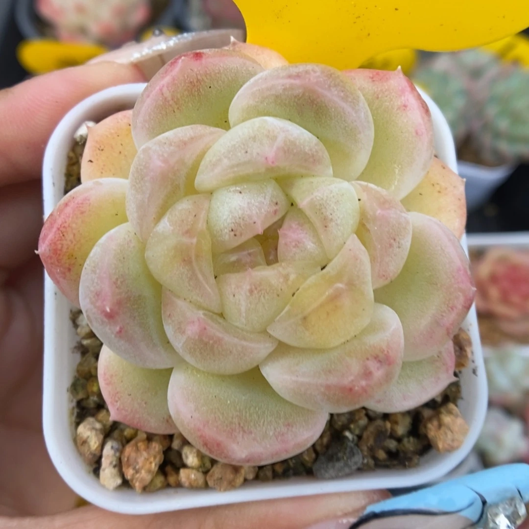 财富密码可拍406号。