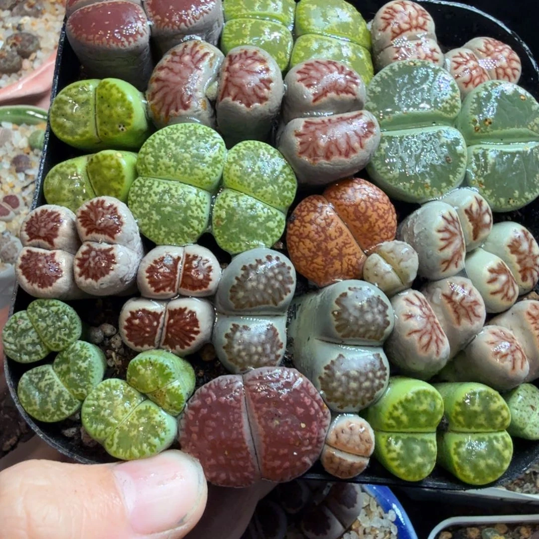 张***～多肉植物福利冲冲冲冲782