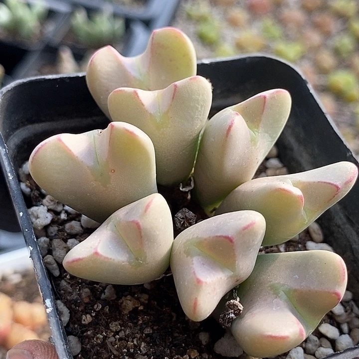 18623少将杂交一颗