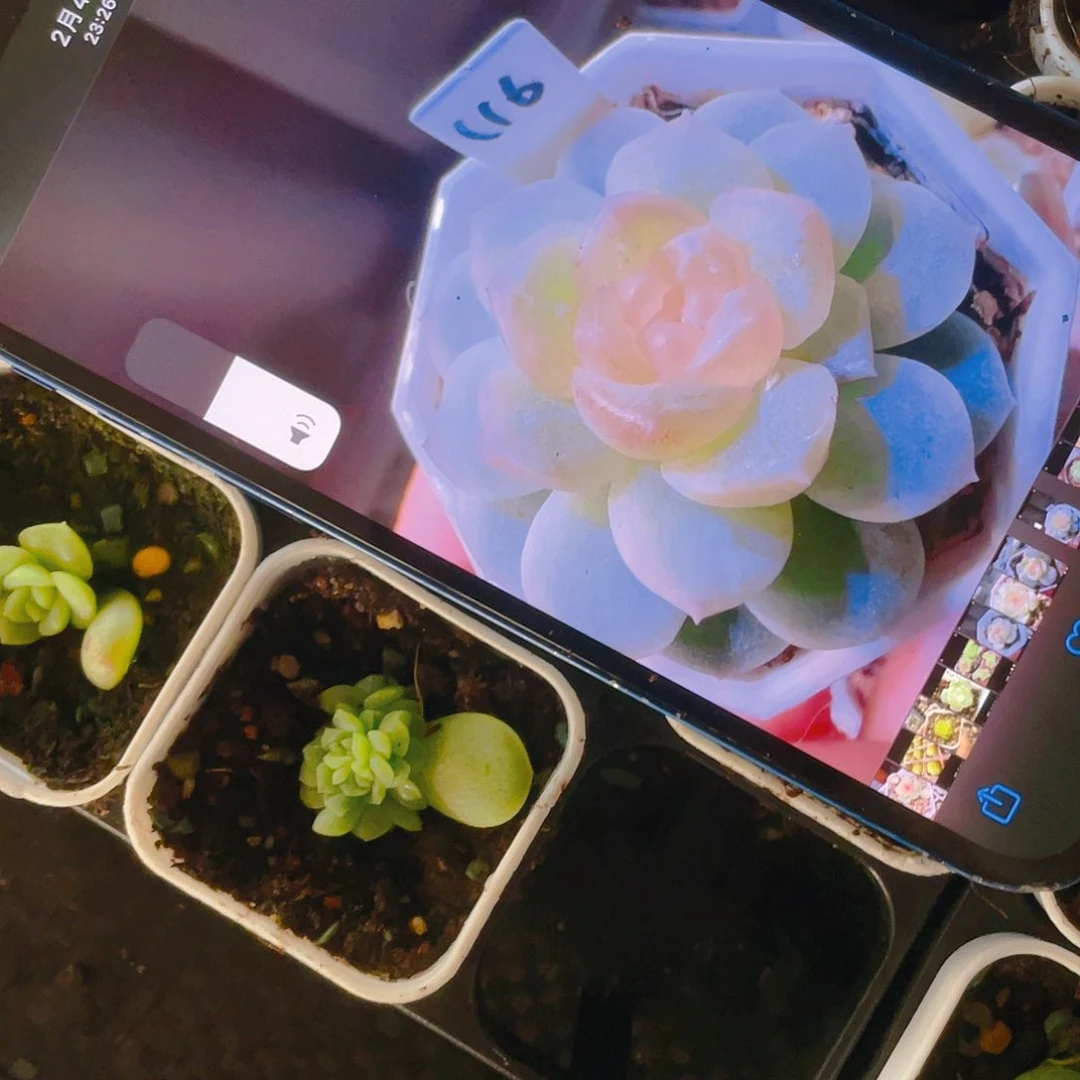 ?***.C16五头盆苗一个满25包邮