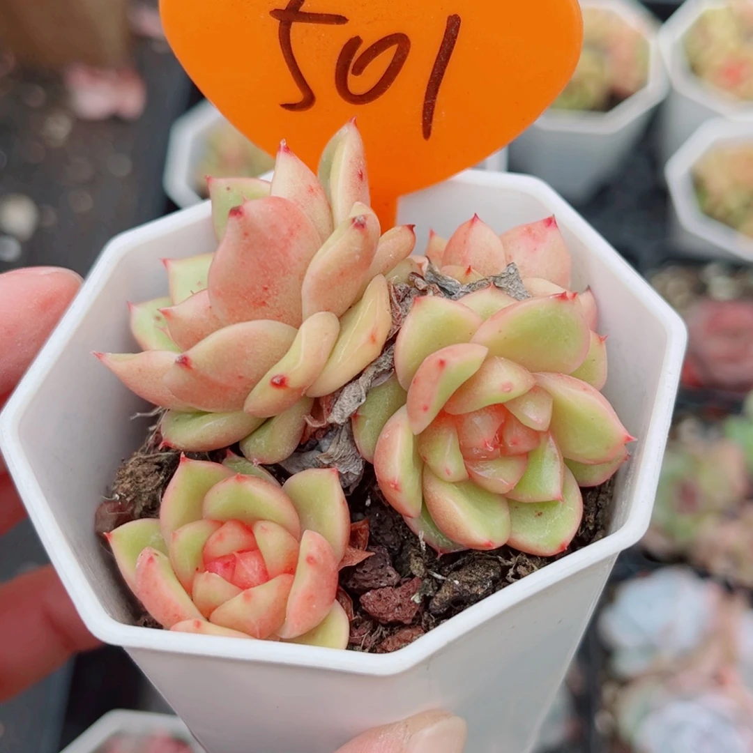 501号小老桩珍妮群