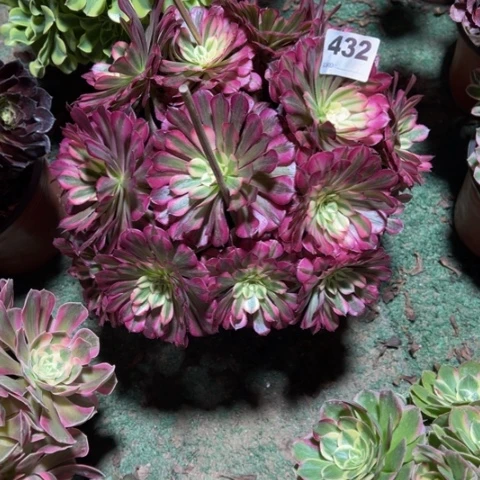 星***海432铜壶锦朵朵多肉，