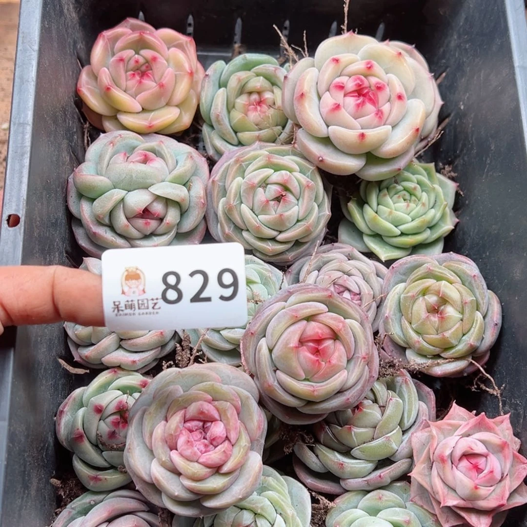 M****o多肉植物多肉植物
