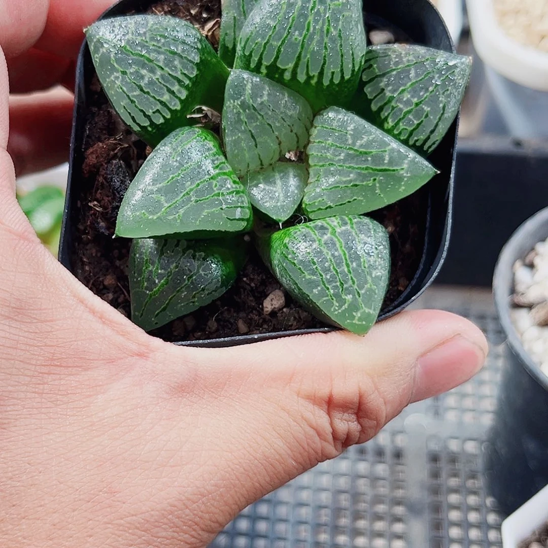 胖胖克新手好养得