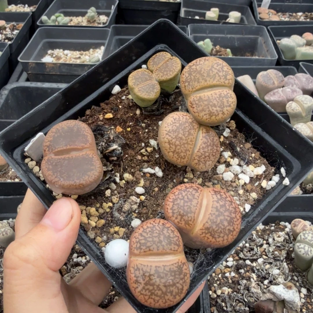 海***长多肉植物的生长发育与8