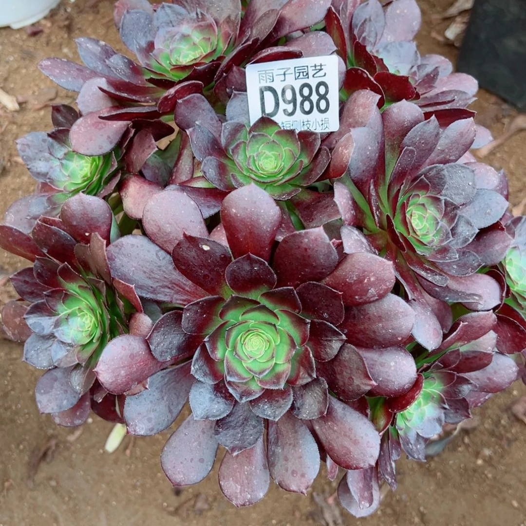 988黑珍珠雨子多肉植物断枝特价