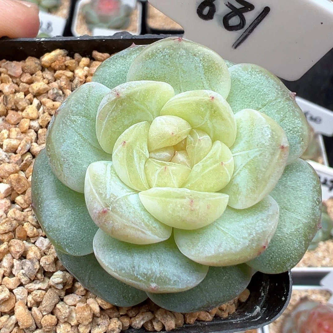 681号风花雪月系列星月
