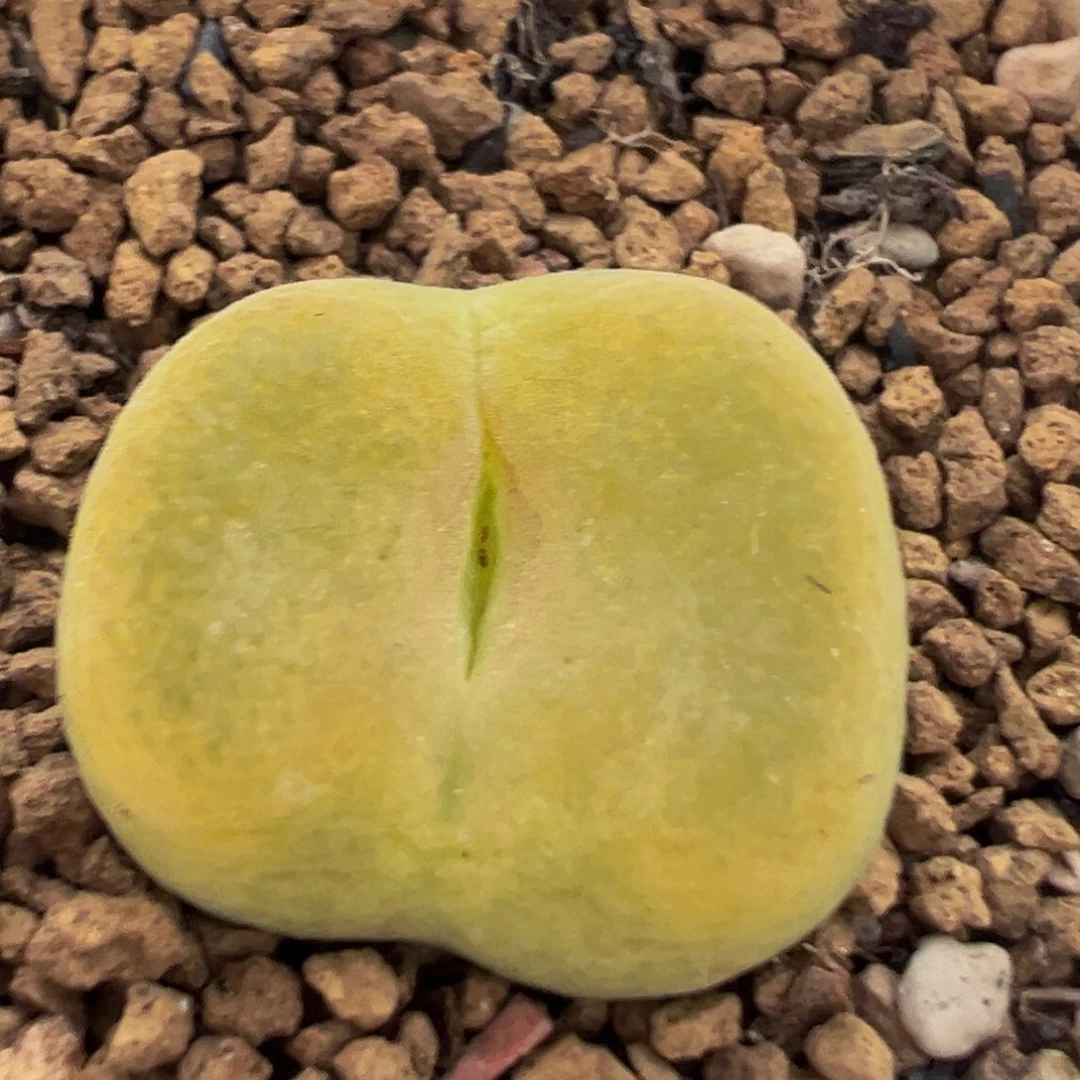 56多肉植物百科桃子