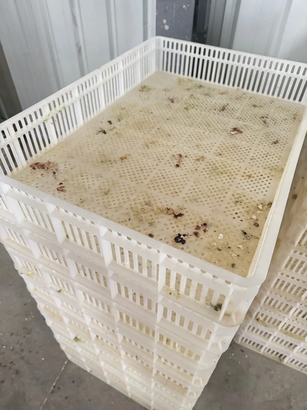 家禽运输框 顺丰包邮