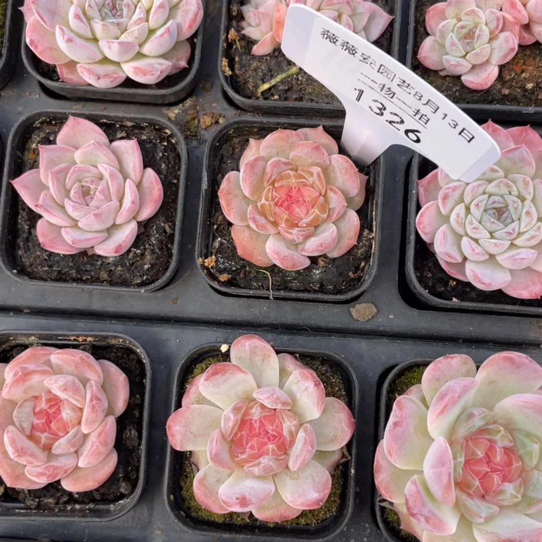 薇薇安园艺多肉1326