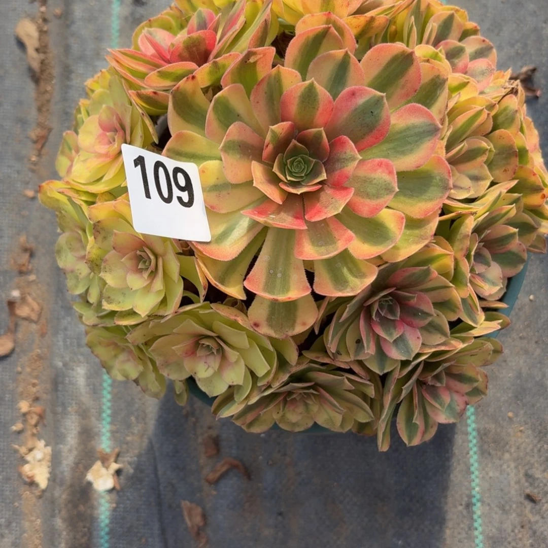 109雨河多肉植物福利