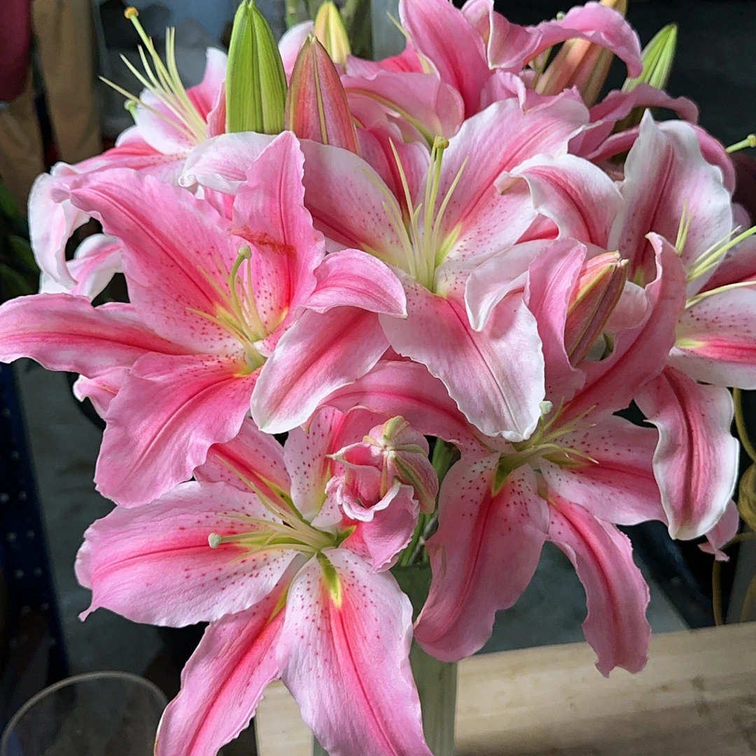 【云霄花卉】【罗曼蒂克百合】云南香水百合【任意两单顺丰冷链包邮】