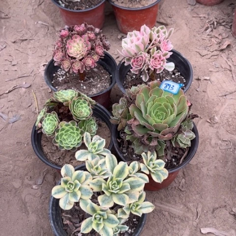 893多肉植物组合,