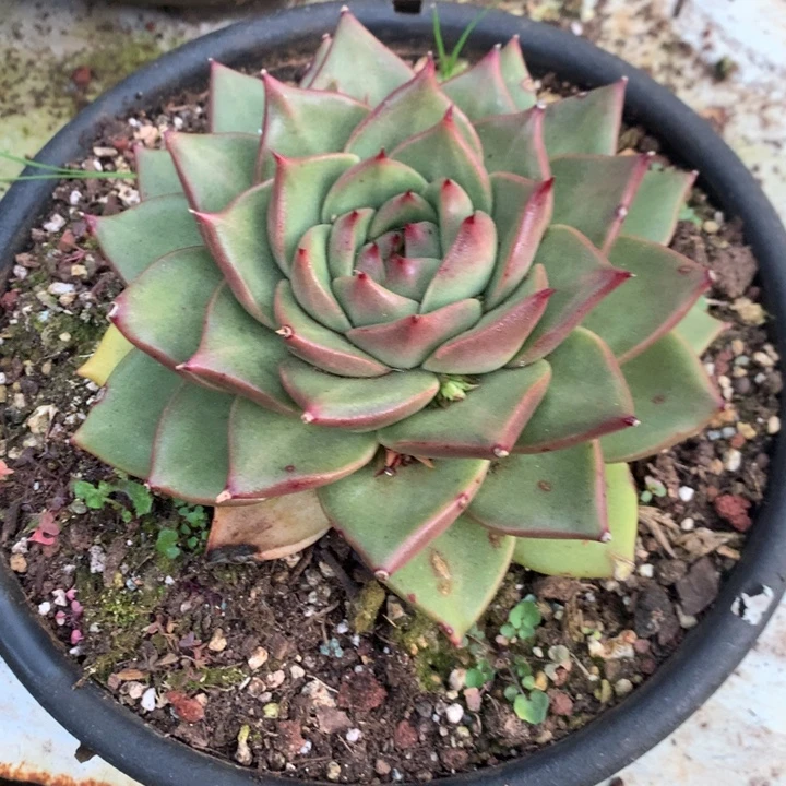 美肉特价活动开始啦