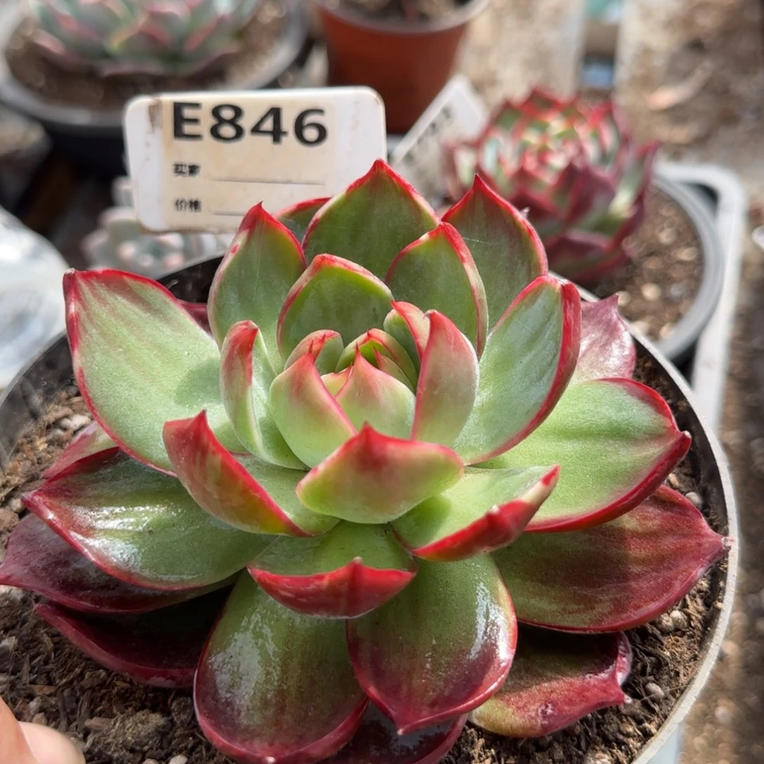 惊鸿一物一拍包装收缩花旱846