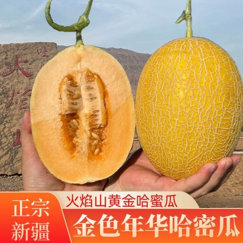 新疆吐鲁番头茬金色年华黄金哈密瓜凤金6号新鲜脆甜多汁水果HT
