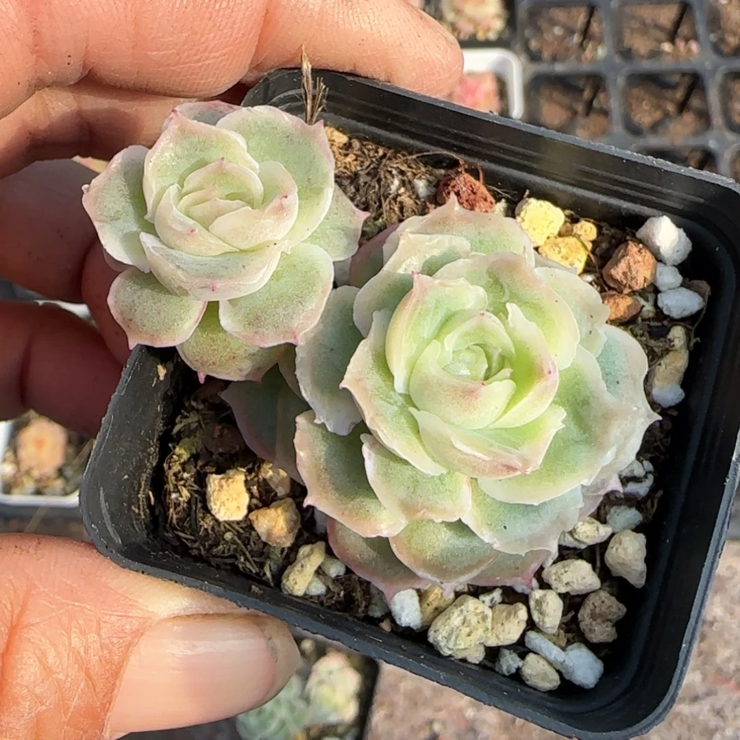 小卡拉米糖心一物一拍