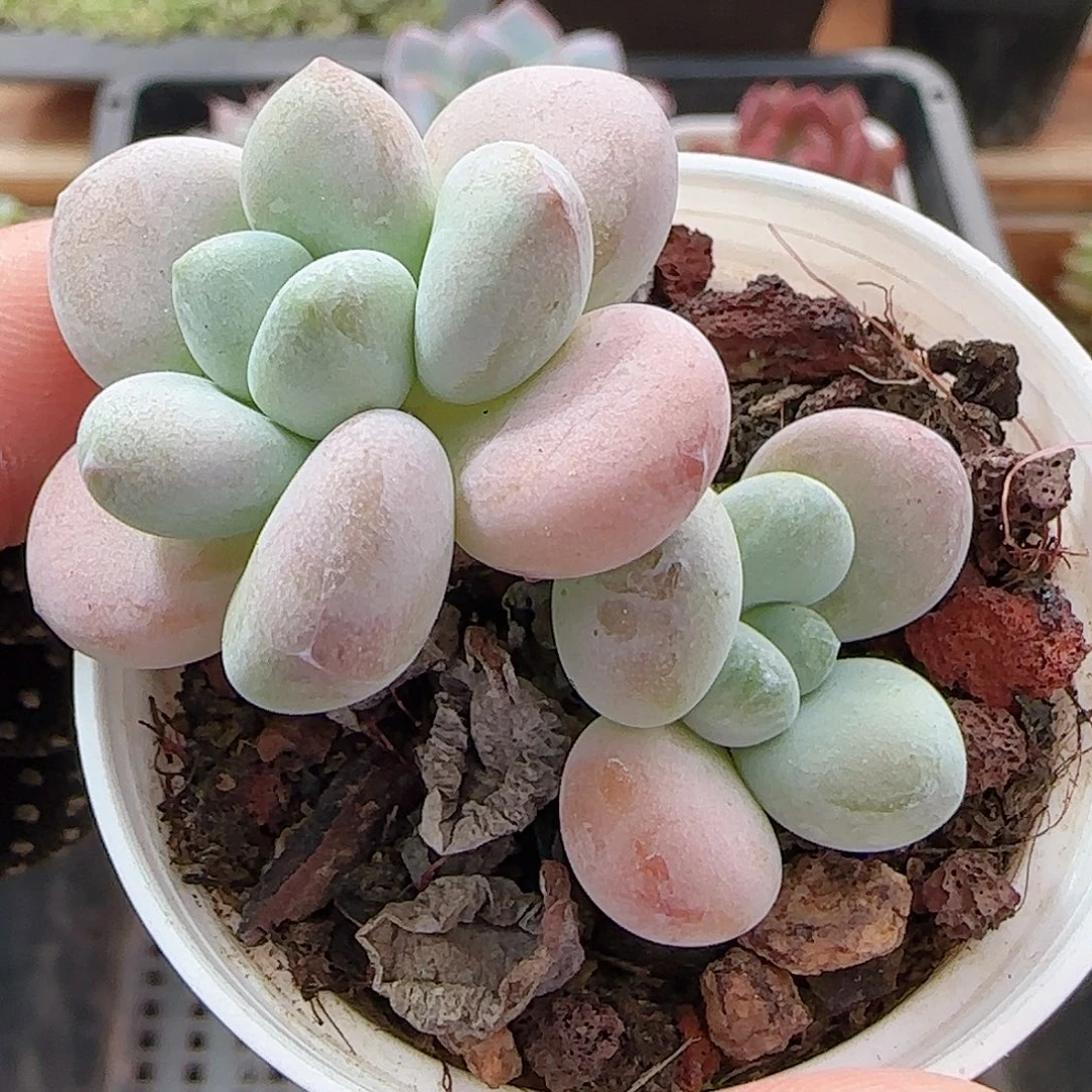 多肉0915--58洛神小老桩