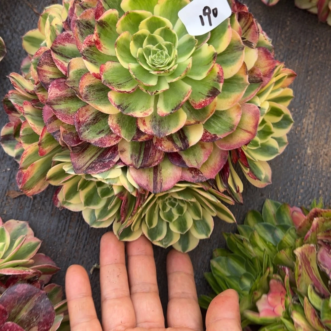 190伯爵无根多肉嘻嘻嘻