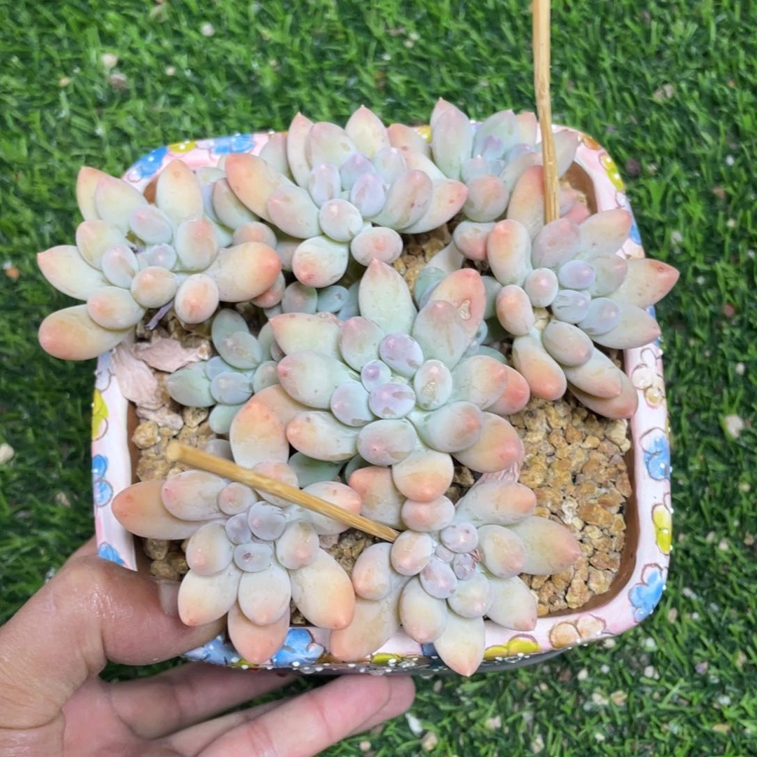 美人杂交多肉植物