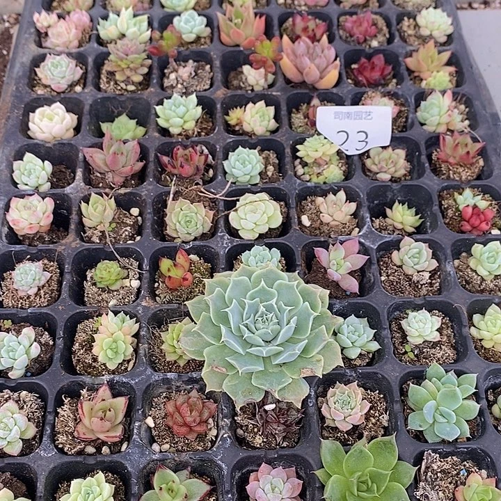 23 多肉植物盆栽植物