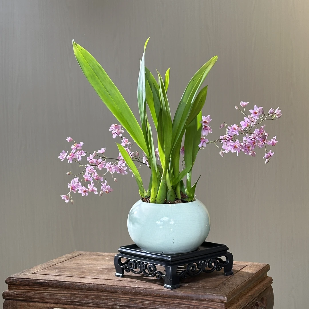 梦香兰开花植物好养易活清新香味美观大气室内客厅装饰摆放年宵花